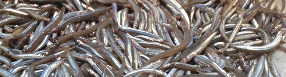 Intersection Diaries